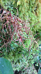 Phlegmariurus mannii