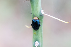 Disonycha varicornis