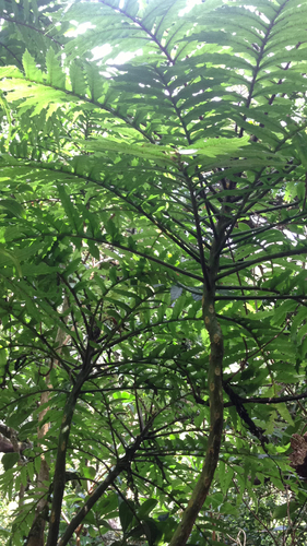Cyanea asplenifolia