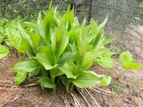 iNaturalist observation 2023-06-02