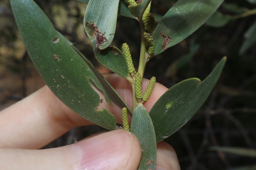 Image of Acacia leptostachya by (c) Thomas Mesaglio, some rights reserved (CC BY)
