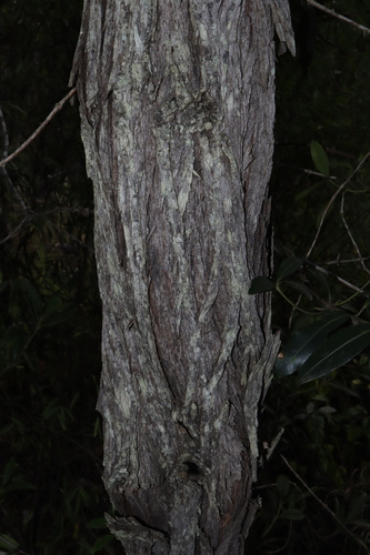 Image of Acacia leptostachya by (c) Thomas Mesaglio, some rights reserved (CC BY)