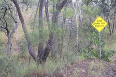 Acacia simsii, photograph (c) Thomas Mesaglio, some rights reserved (CC BY)