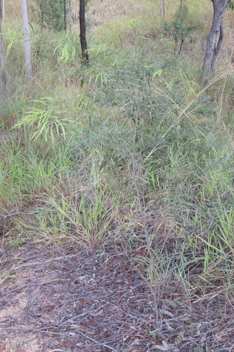 Acacia simsii, photograph 5