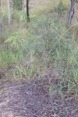 Acacia simsii, photograph (c) Thomas Mesaglio, some rights reserved (CC BY)