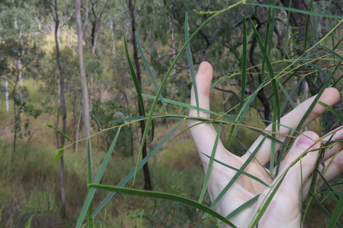 Acacia simsii, photograph 6