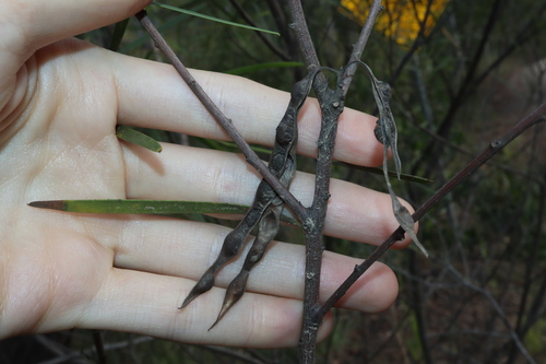 Acacia simsii, photograph 3