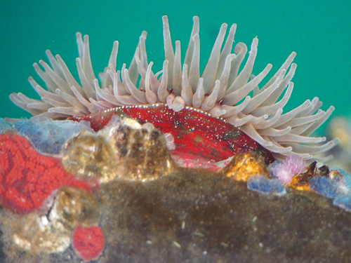 Painted Anemone, photo 2 of 7