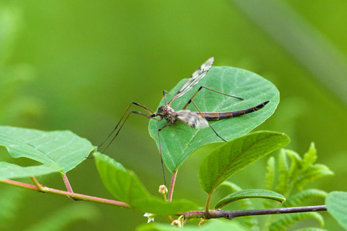 Tipula nuotrauka