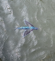 Fourwing Flyingfish photo 3