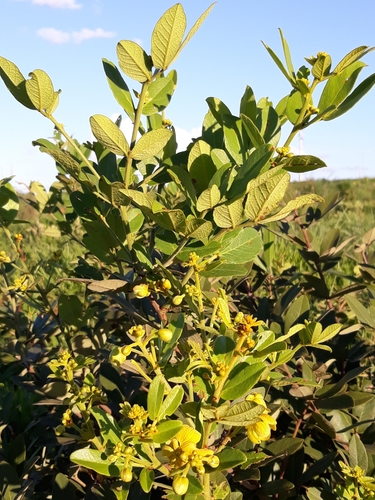 Senna rugosa