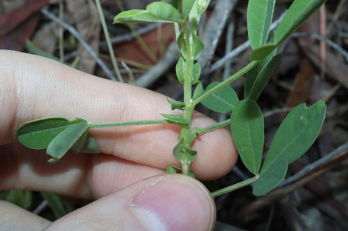 Image of Crotalaria goreensis by (c) Thomas Mesaglio, some rights reserved (CC BY)
