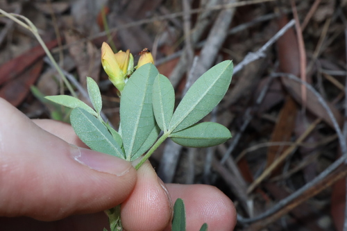 Image of Crotalaria goreensis by (c) Thomas Mesaglio, some rights reserved (CC BY)