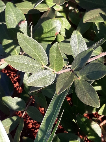 Senna rugosa