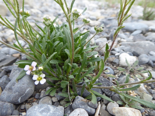 Braya humilis (C.A.Mey.) B.L.Rob.