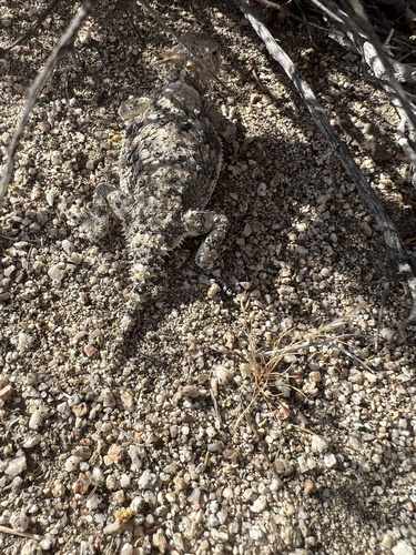 iNaturalist observation photo of Desert Horned Lizard