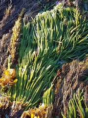 Caulerpa brownii