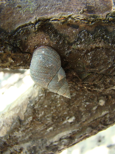Mangrove Periwinkle
