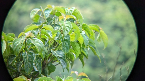 Cornus kousa