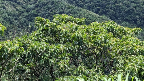 Cornus kousa
