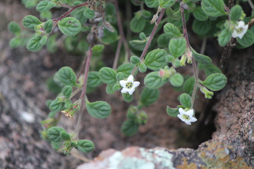 Nama origanifolia (Nama origanifolia)
