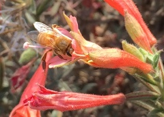 Apis mellifera