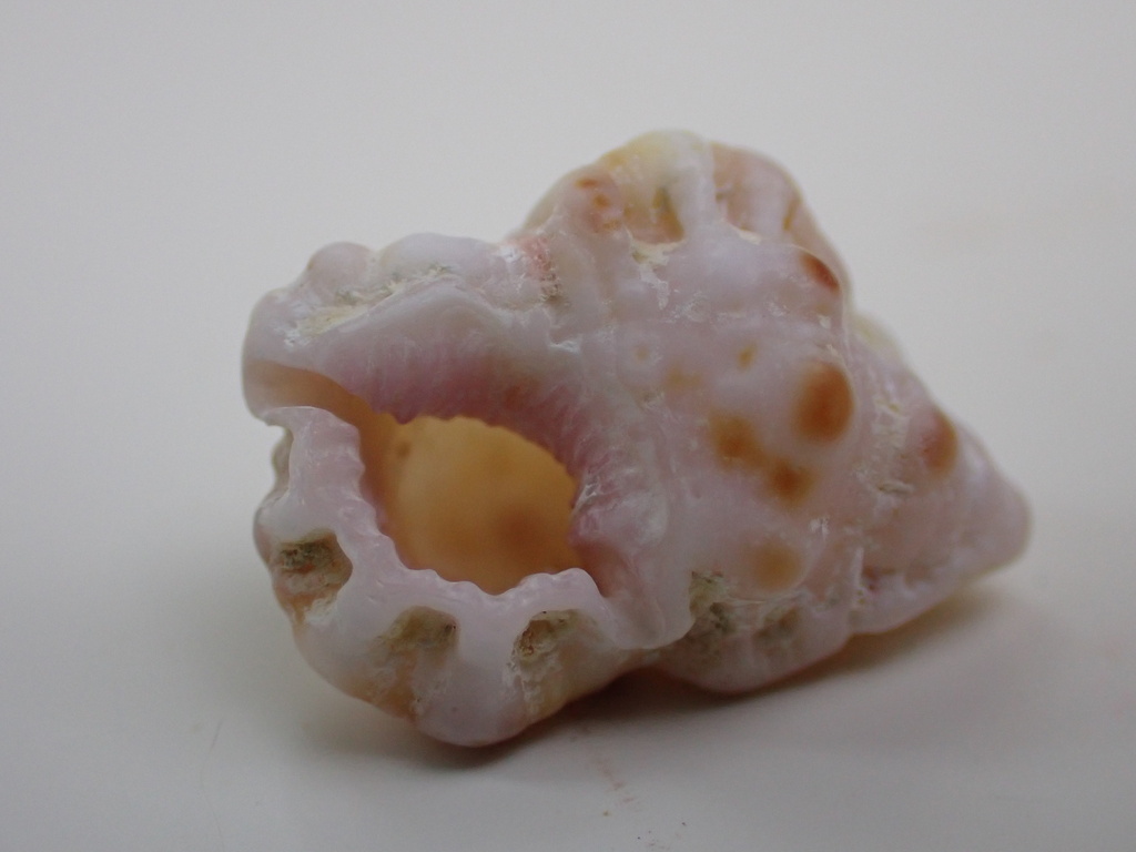 St. Thomas Frogsnail