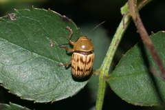 Cryptocephalus fulguratus