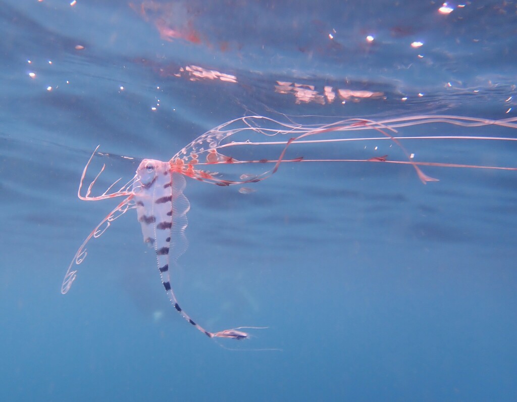 Scalloped ribbonfish (Zu cristatus) — Trachipteridae