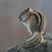 Least Chipmunk - Photo (c) Cameron Eckert, some rights reserved (CC BY-NC), uploaded by Cameron Eckert