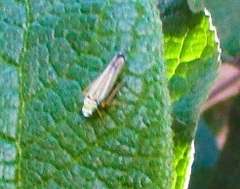 Graphocephala flavovittata