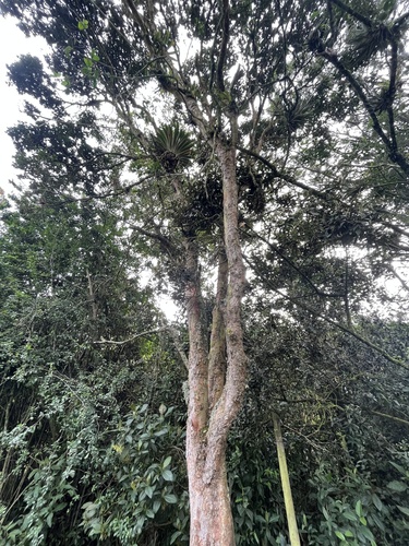 Myrcianthes rhopaloides, photograph 3