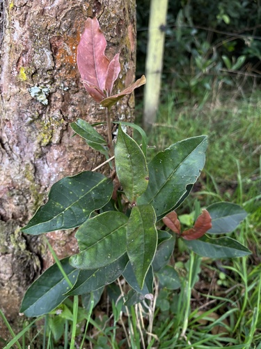 Myrcianthes rhopaloides, photograph 5