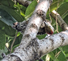 Leiopicus mahrattensis