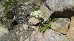 Anisotome pilifera