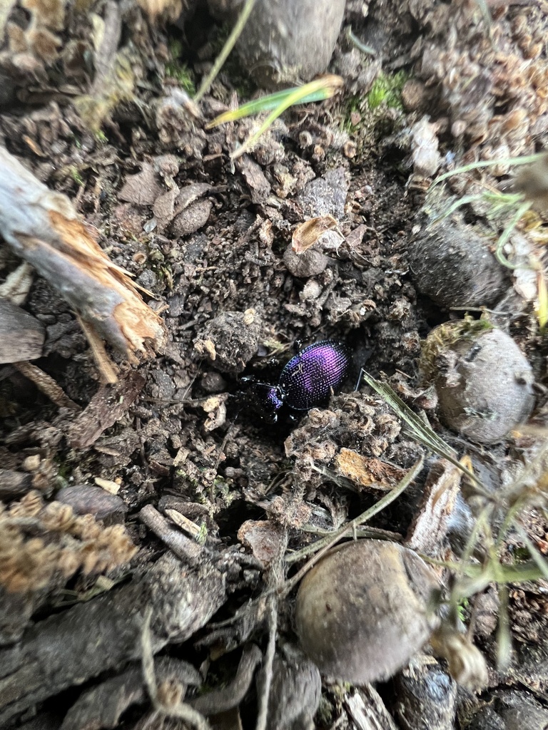 Concave-collared Snail-eating Beetle