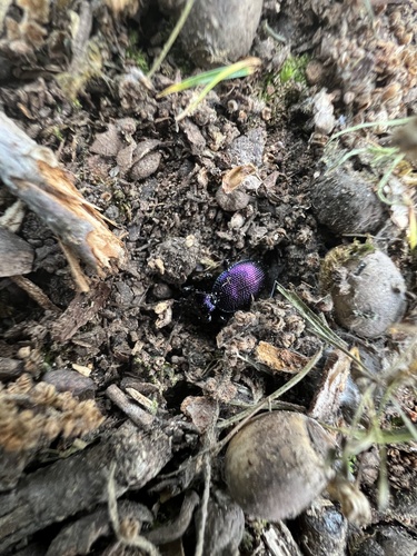 Concave-collared Snail-eating Beetle