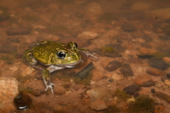 Humming Frog photo 3