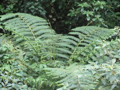 Cyathea costaricensis