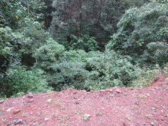 Cyathea costaricensis