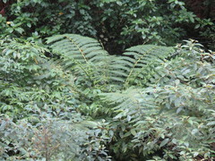 Cyathea costaricensis