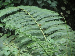 Cyathea costaricensis