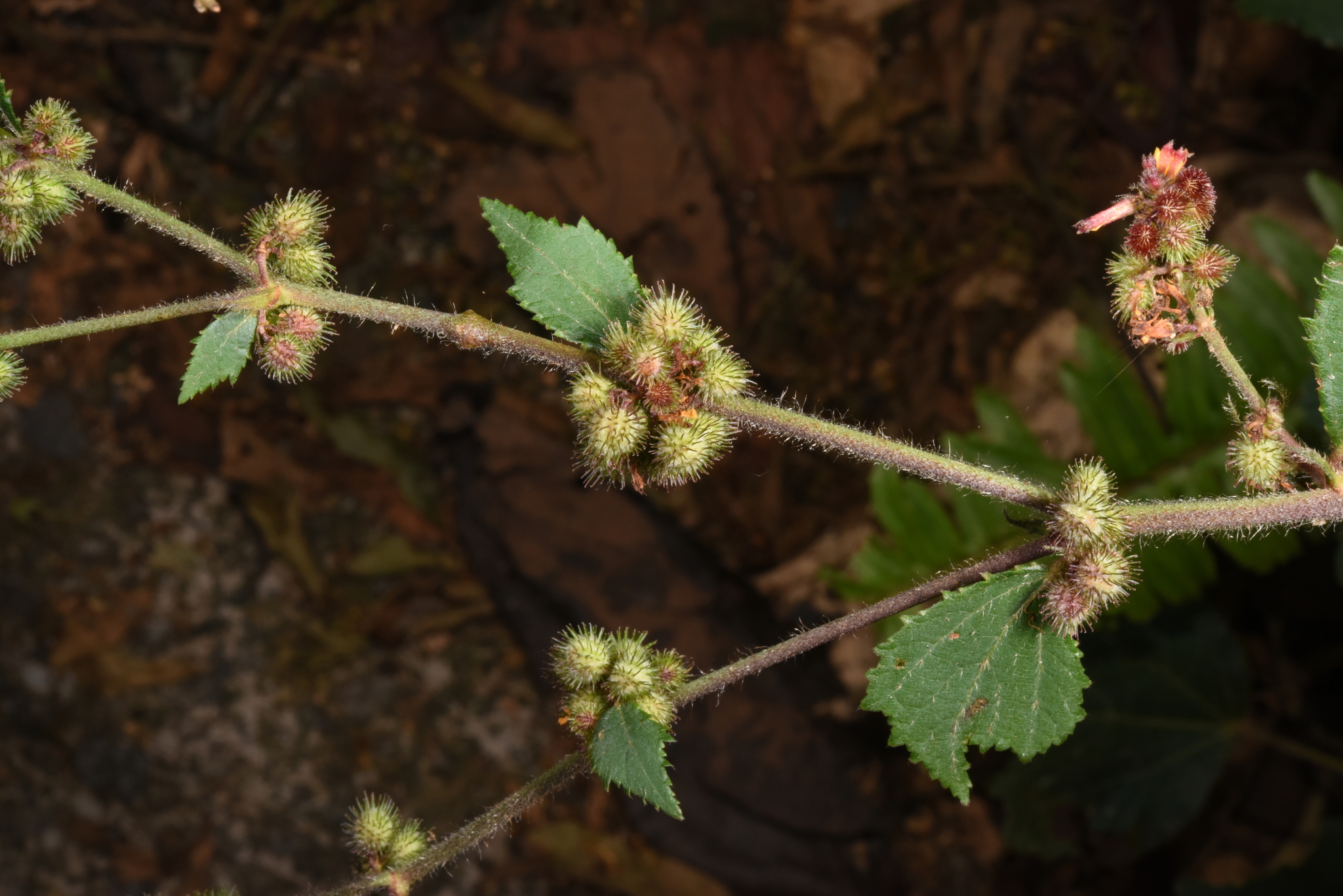 Triumfetta tomentosa