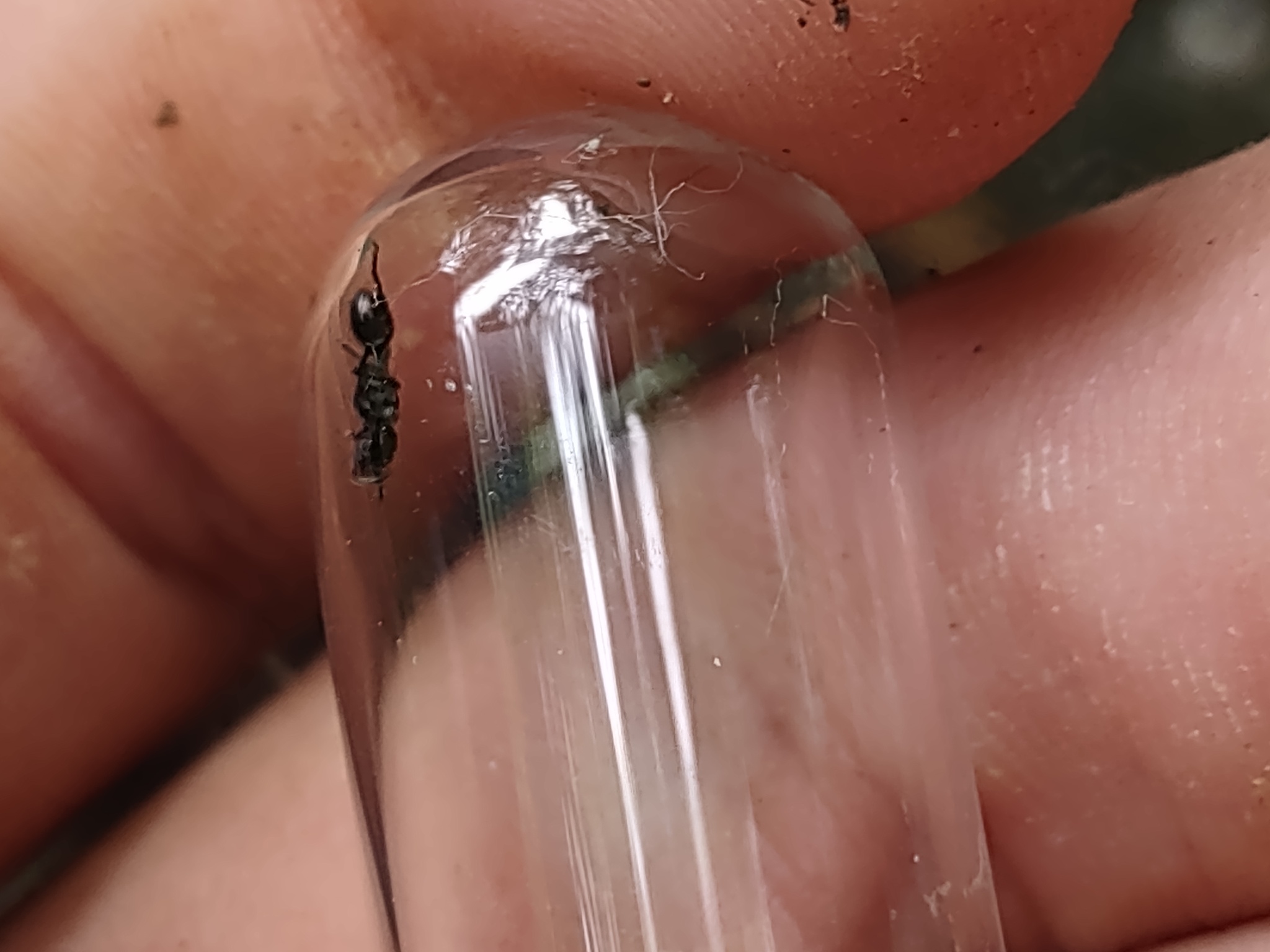 Procryptocerus paleatus