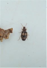 Philophlaeus luculentus