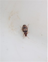 Philophlaeus luculentus