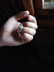 Onychocerus scorpio image