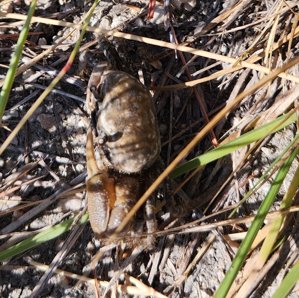 Laguna Madre fiddler