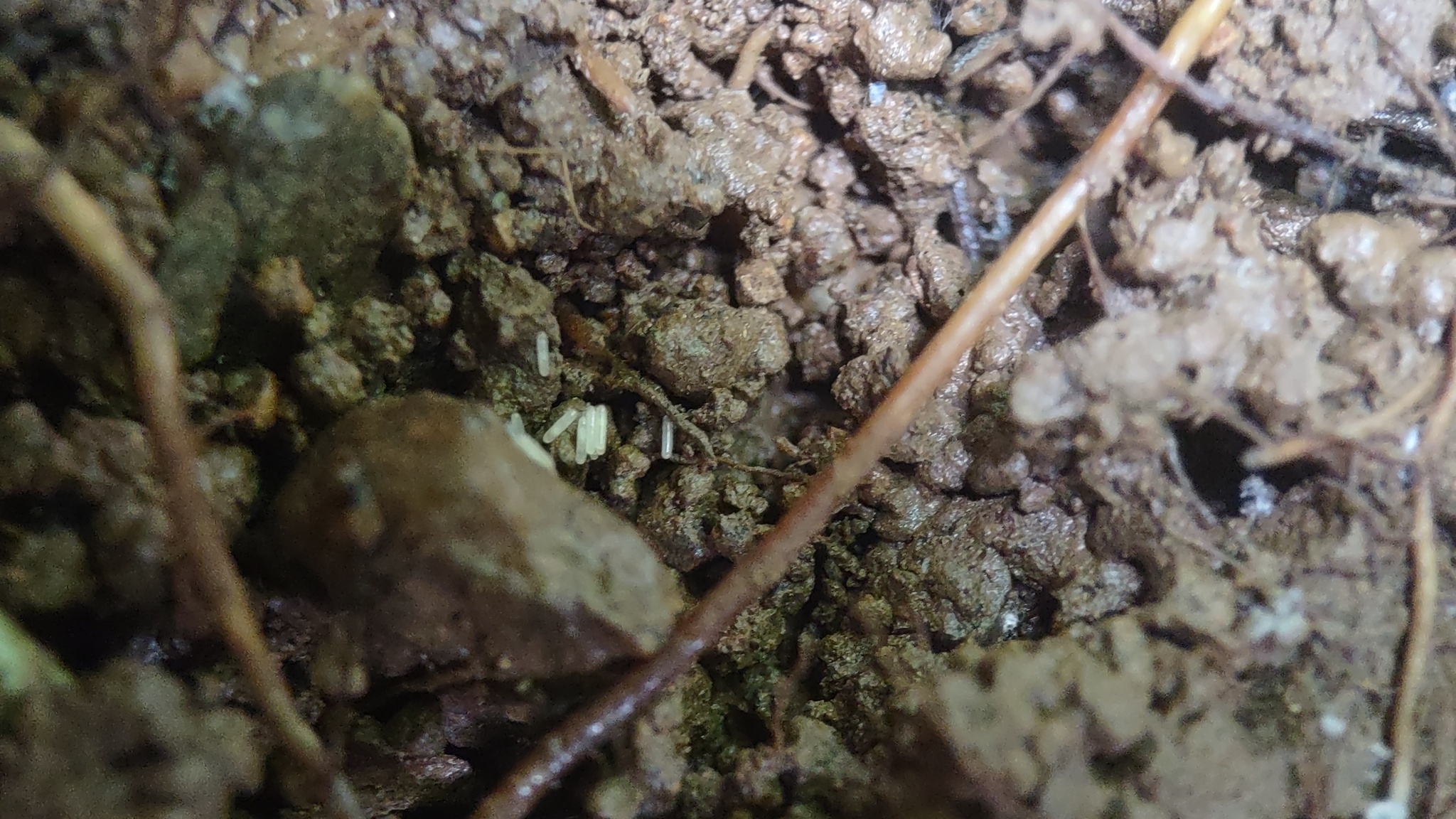 Leptogenys pusilla