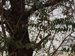Tracheophyta